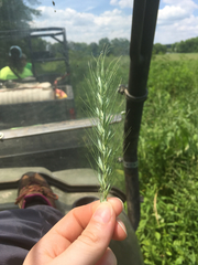 Elymus villosus