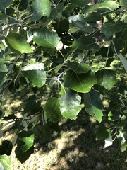 Populus alba