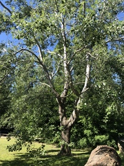 Populus alba