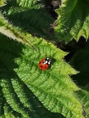 Coccinella septempunctata