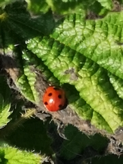 Coccinella septempunctata