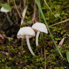Entoloma albidosimulans
