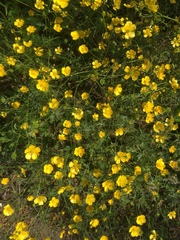 Ranunculus acris