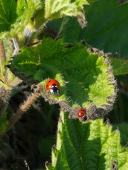 Coccinella septempunctata