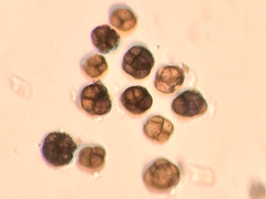 Epicoccum andropogonis