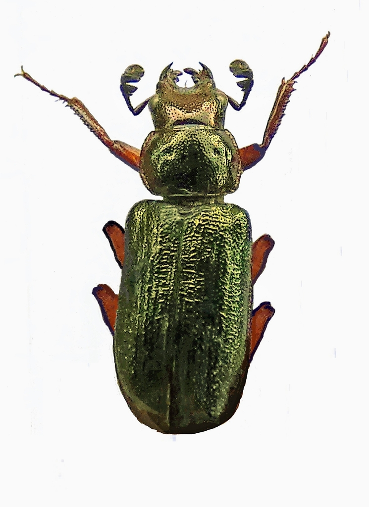 Platycerus cupreimicans