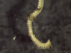 Prionospio multibranchiata