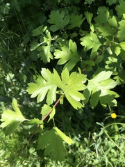 Crataegus monogyna