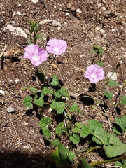 Convolvulus coelesyriacus