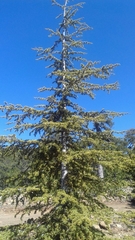 Cedrus brevifolia