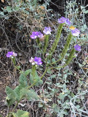 Phacelia cicutaria