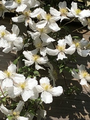 Clematis montana