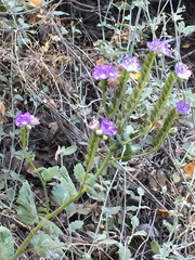 Phacelia cicutaria