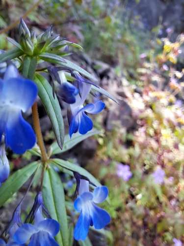 Image of Collinsia grandiflora by (c) cruzifer, some rights reserved (CC BY)