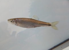Altamaha Shiner photo 3