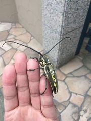 Batocera lineolata