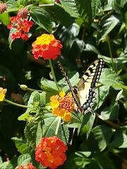 Papilio machaon