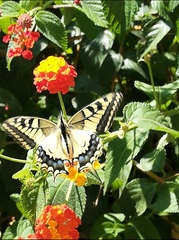 Papilio machaon