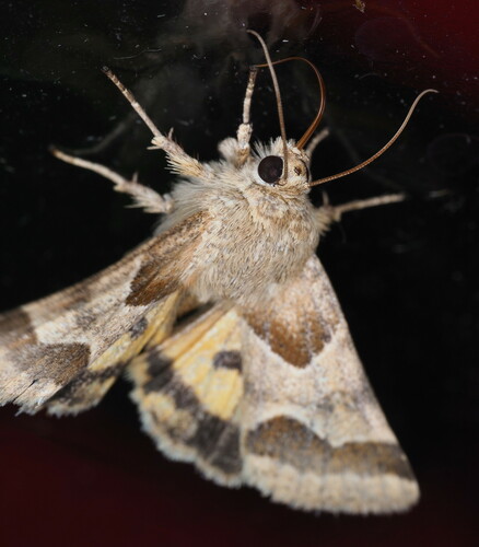 Jaguar Flower Moth photo 4