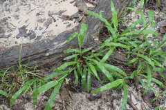 Paspalum setaceum
