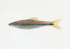 Ocmulgee Shiner photo 2