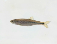 Altamaha Shiner photo 4