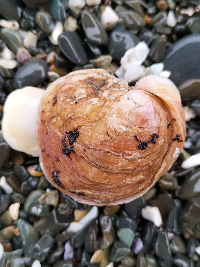 White Rock-clam