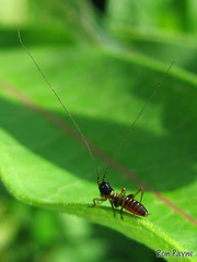 Conocephalus nigropleurum