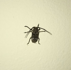 Prosoplus bankii