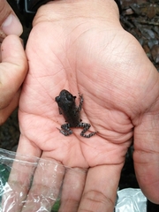 Leptobrachium hasseltii