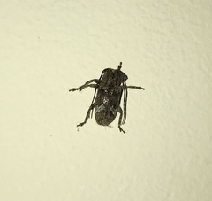 Prosoplus bankii