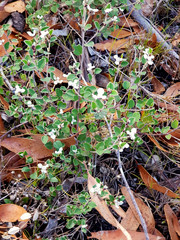 Spyridium thymifolium