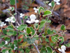 Spyridium thymifolium