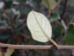 Spyridium thymifolium