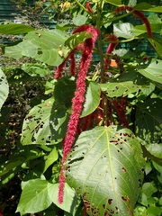 Amaranthus caudatus