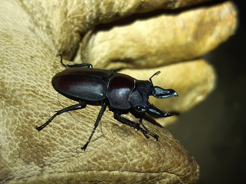 Kirchnerius spencei