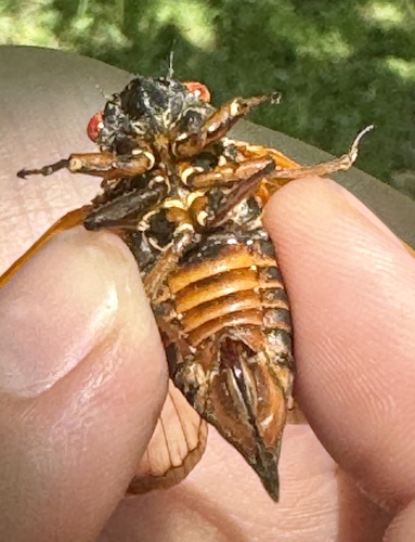 Riley's 13-Year Cicada photo 4