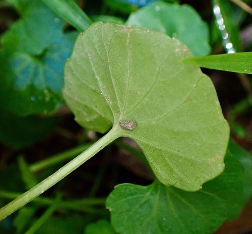 Viola banksii