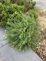 Linum monogynum monogynum