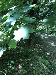 Acer platanoides
