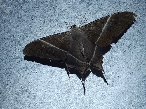 Tropical Swallowtail Moth