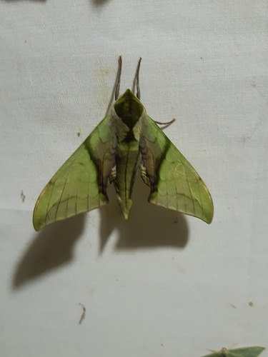 Callambulyx kitchingi