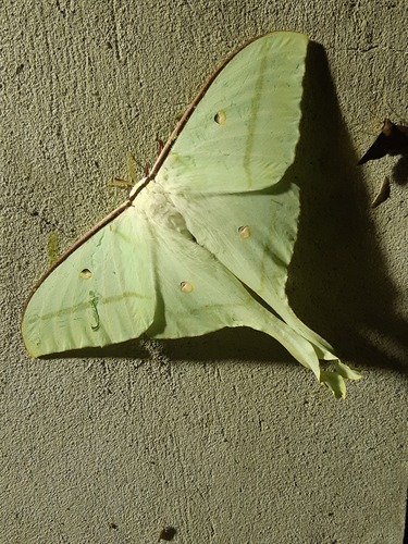 Chinese Moon Moth
