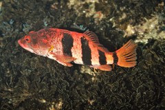 Hypoplectrodes nigroruber