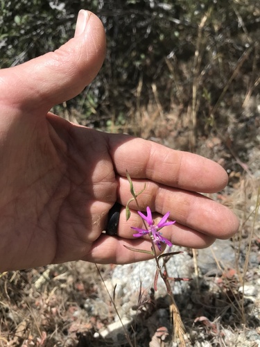 Gunsight clarkia (Clarkia xantiana)