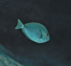 Acanthurus mata