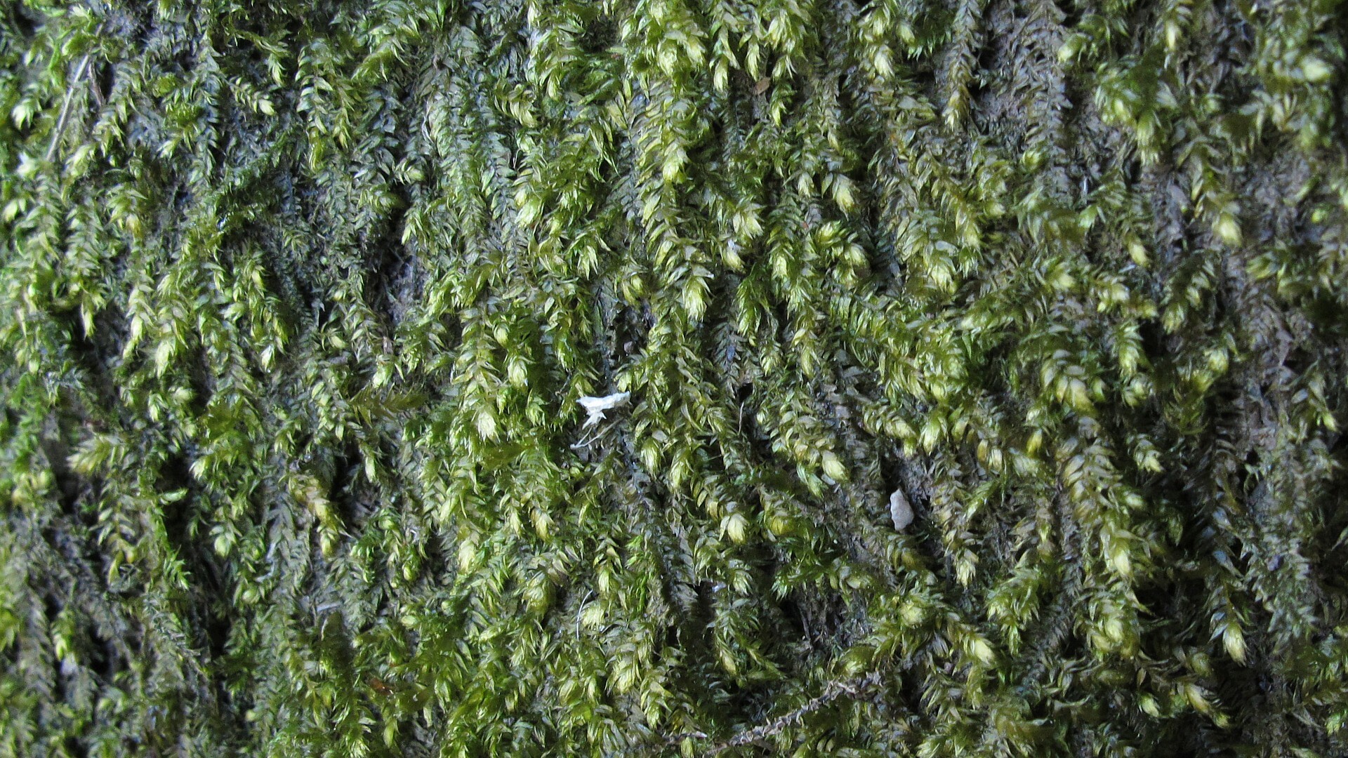 Taxiphyllum taxirameum