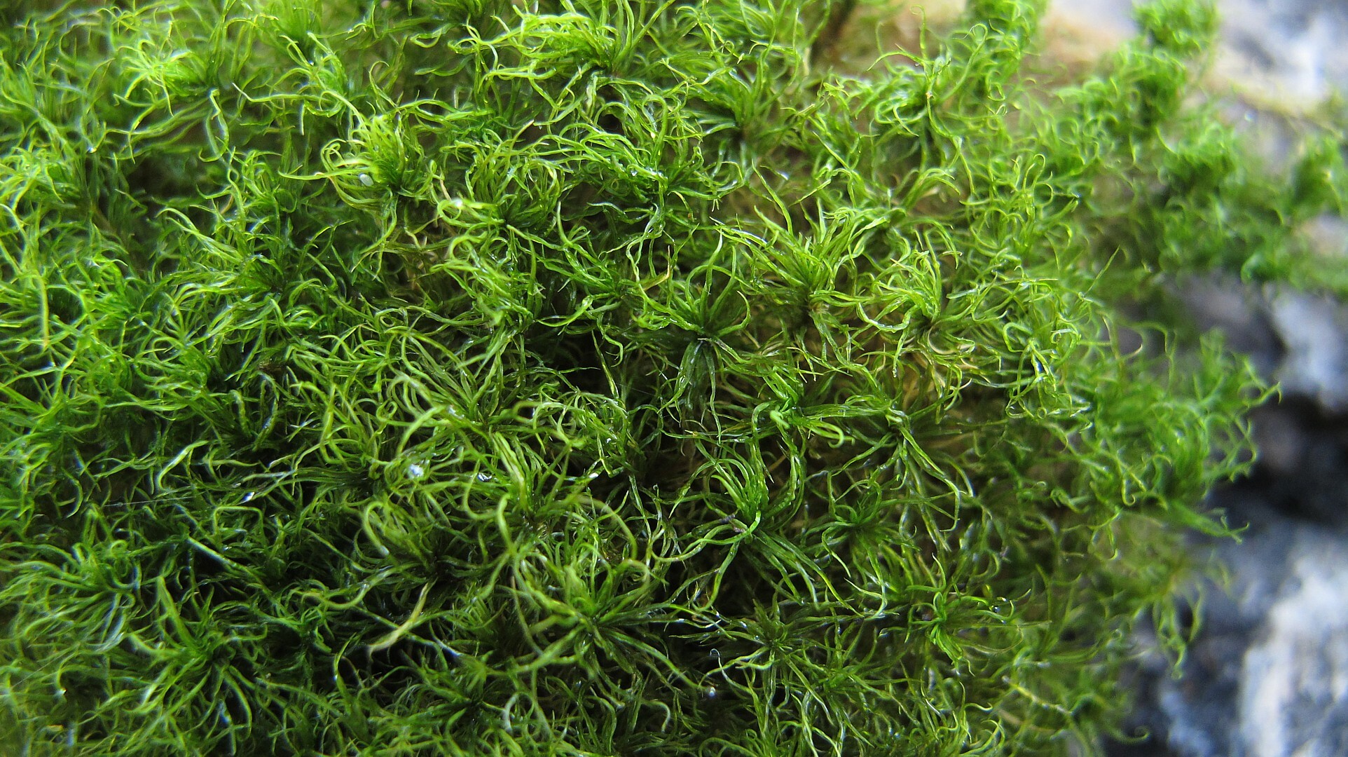 Molendoa sendtneriana
