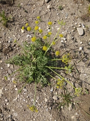 Zosima absinthifolia