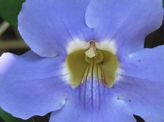Thunbergia laurifolia